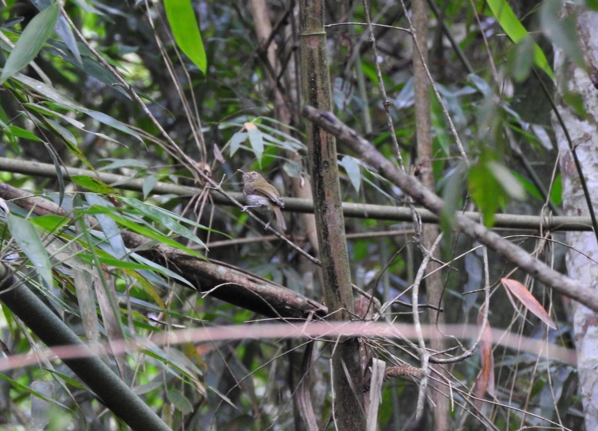 Gri Karınlı Bambu Tiranı - ML542635891