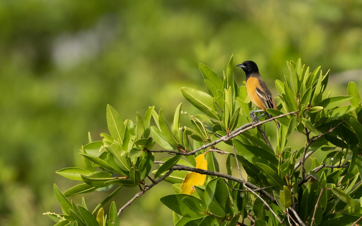 Orchard Oriole (Fuertes's) - ML542643301