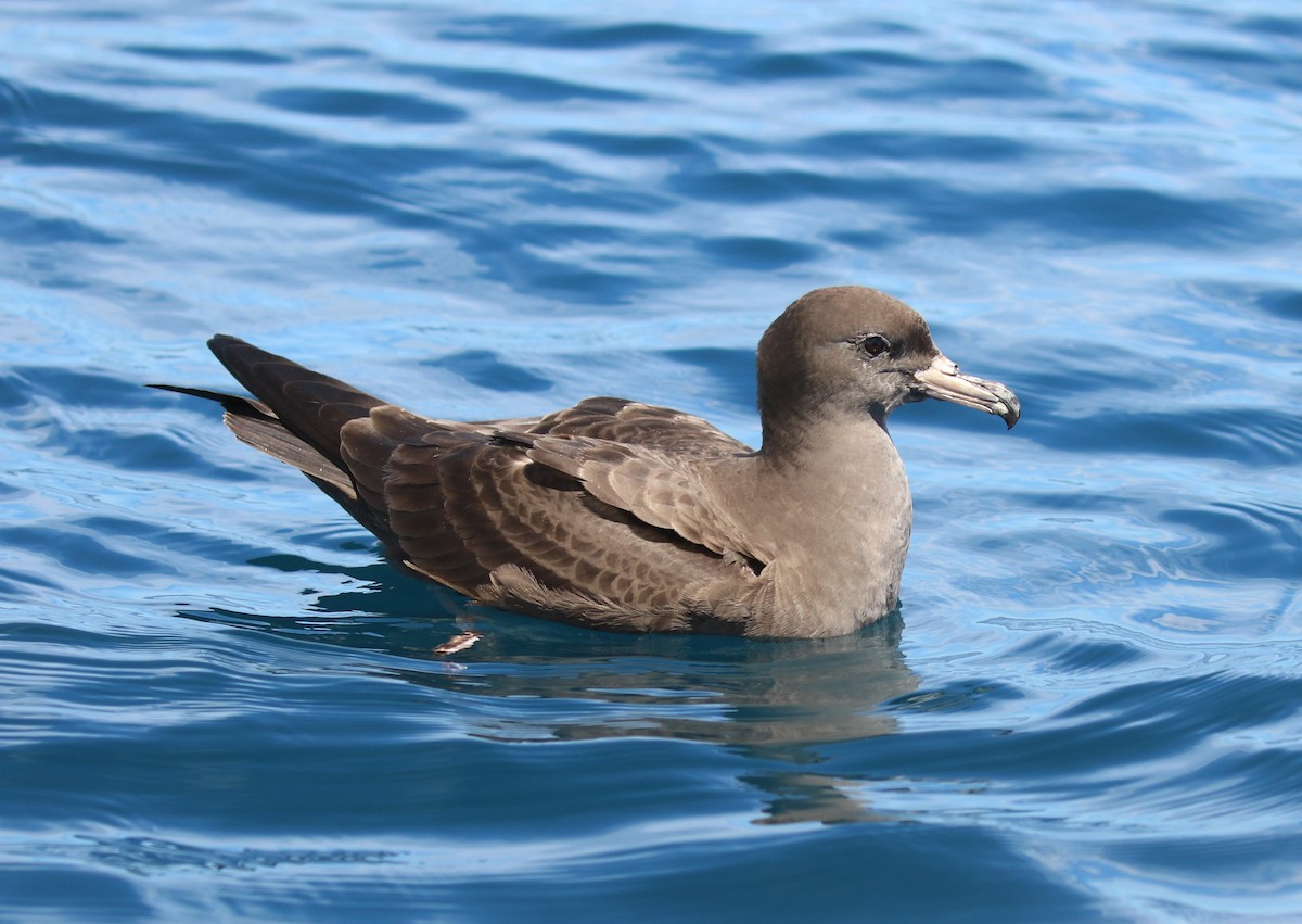 Flesh-footed Shearwater - ML542646491