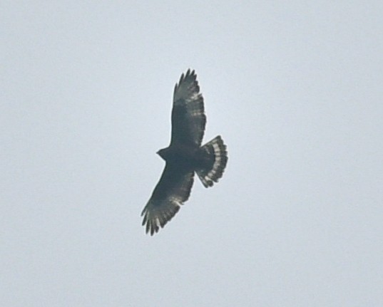 Broad-winged Hawk - ML54264701