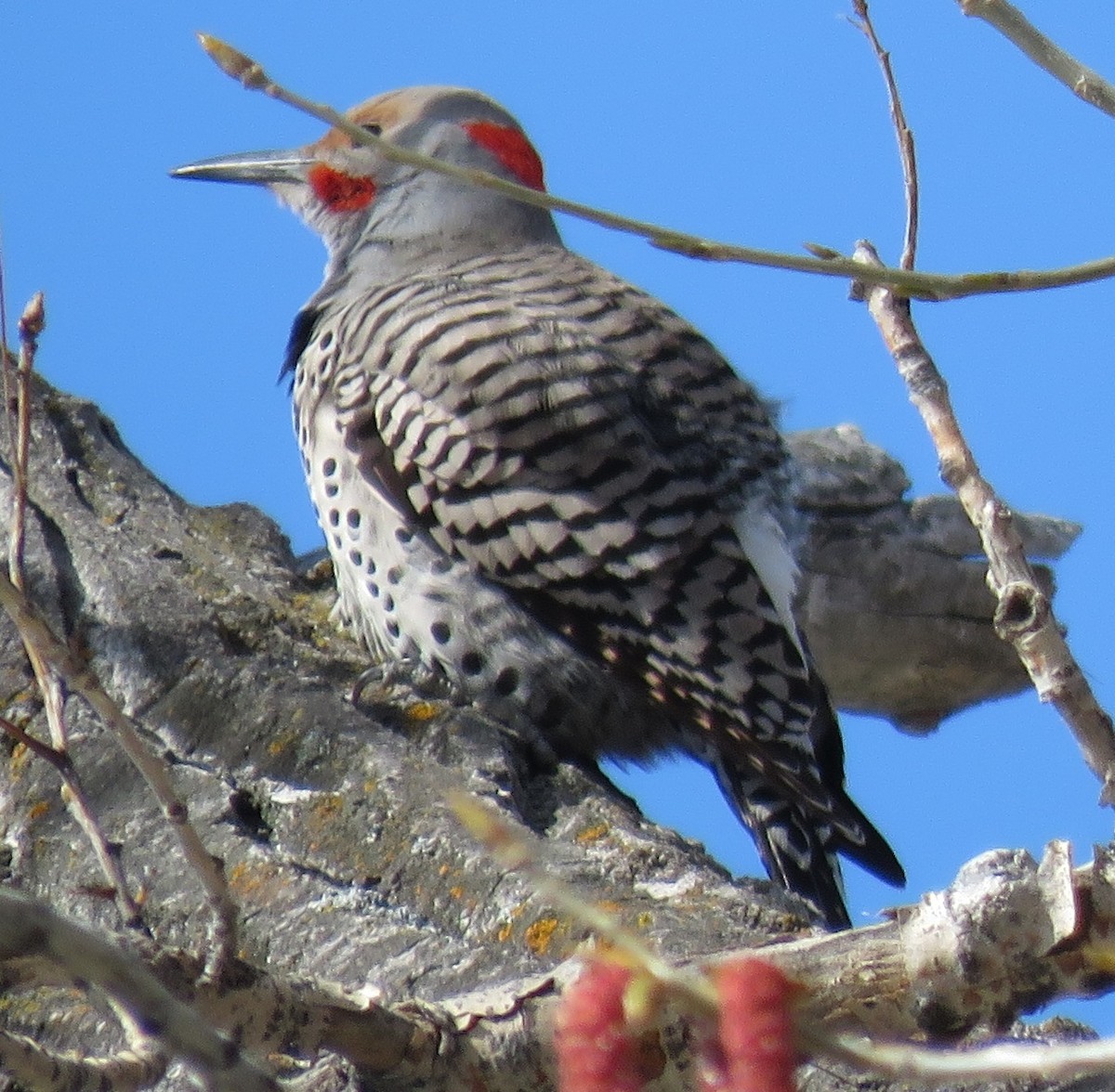 Northern Flicker (Yellow-shafted x Red-shafted) - ML54265291
