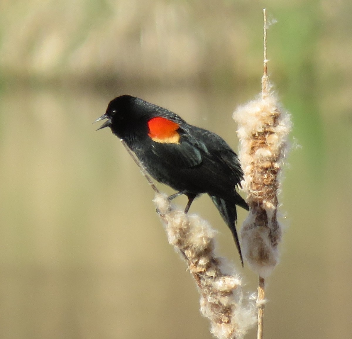 Red-winged Blackbird - ML54265311