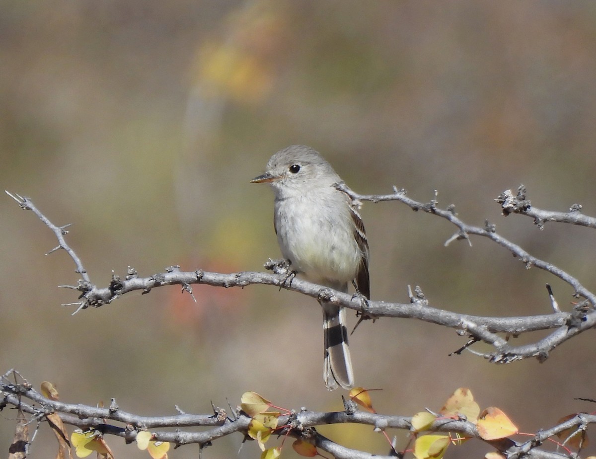 Gray Flycatcher - ML542655791