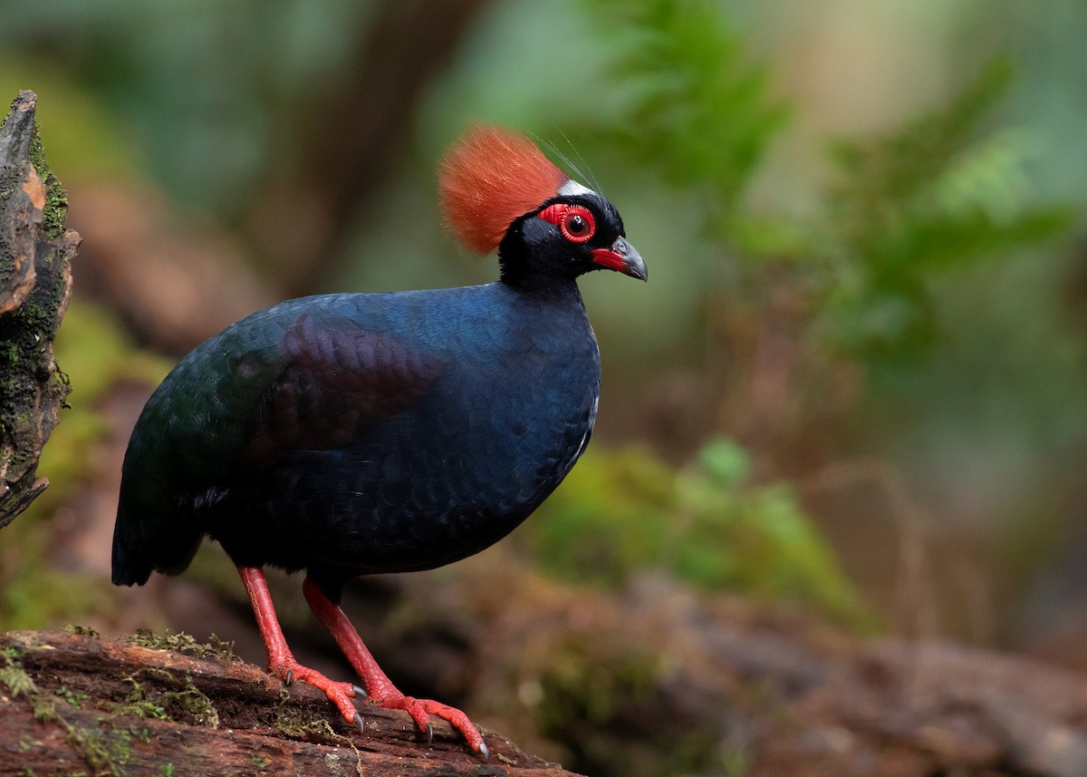 Crested Partridge - ML542660851