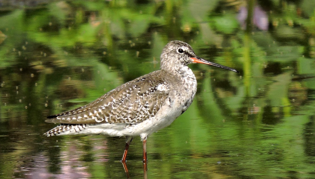 Spotted Redshank - ML54266181