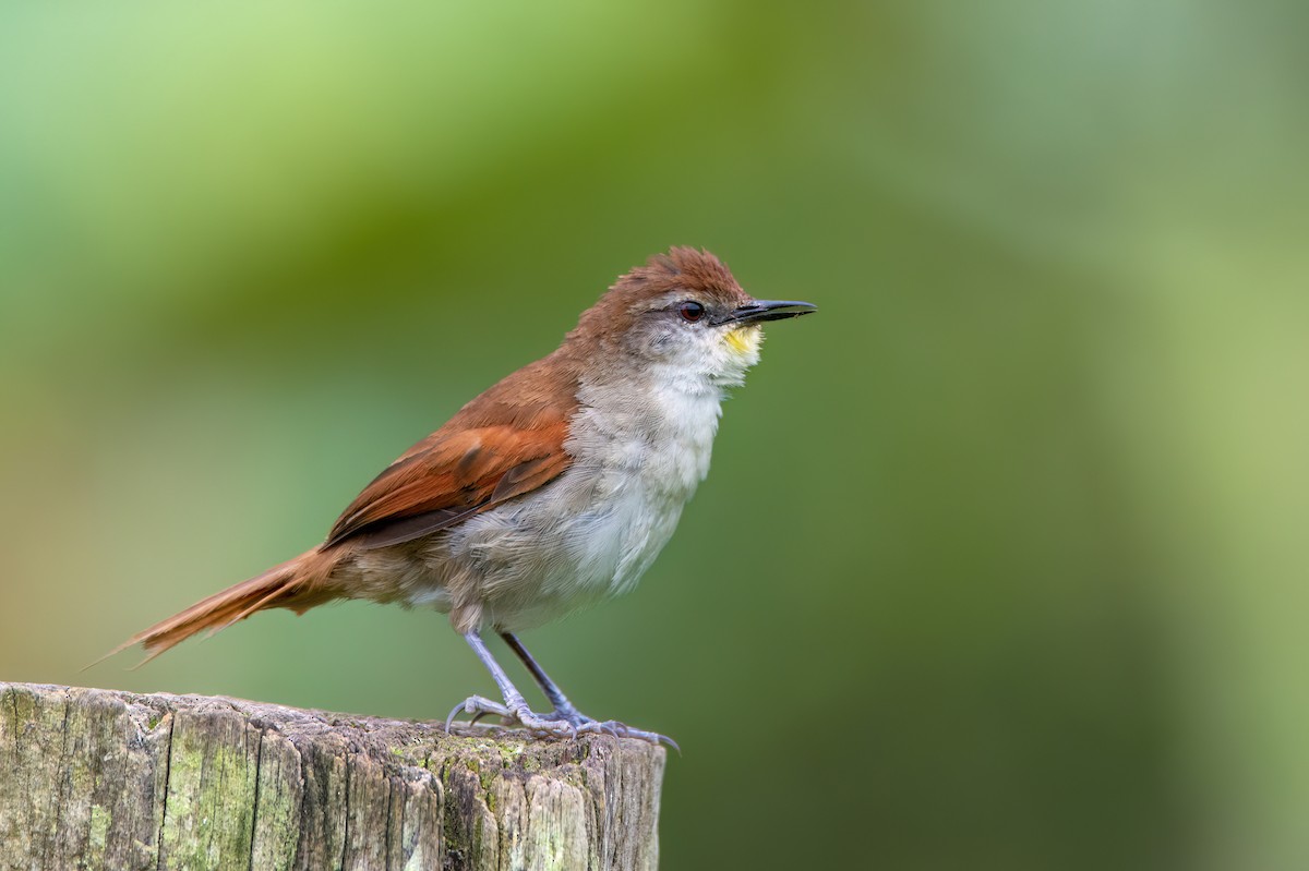 Yellow-chinned Spinetail - ML542664021