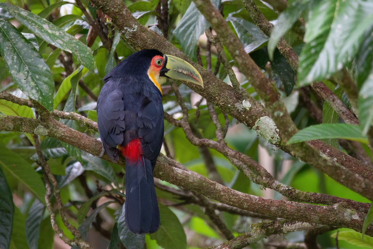 Red-breasted Toucan - ML542664171