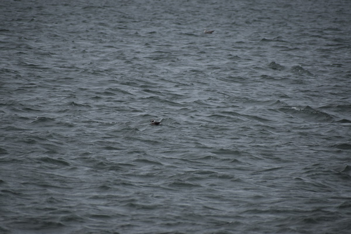 Long-tailed Duck - ML542670281