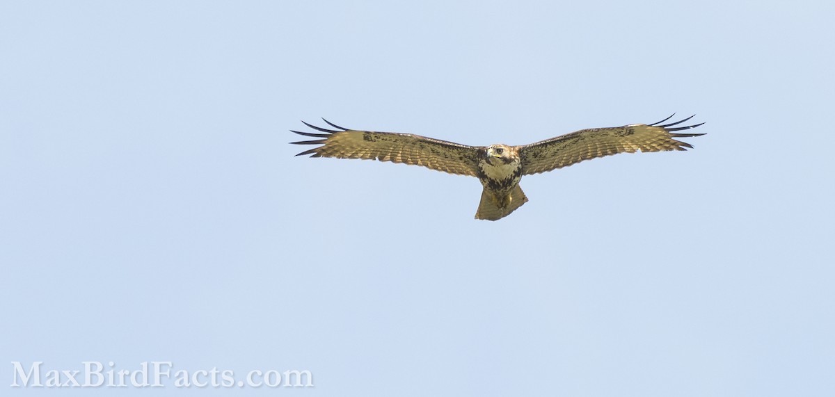 Red-tailed Hawk (umbrinus) - Maxfield Weakley