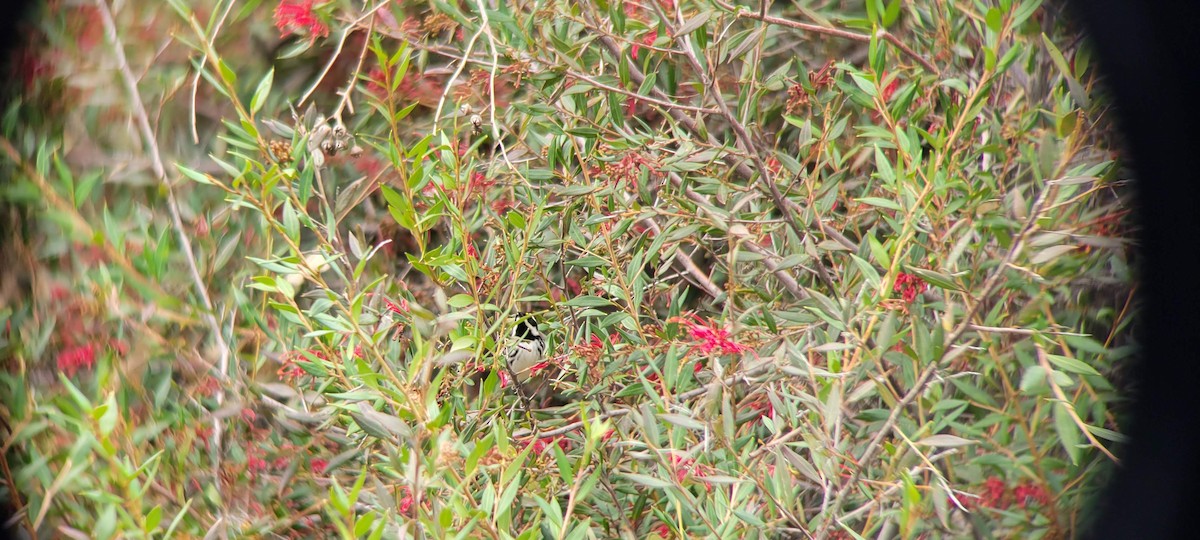 Black-throated Gray Warbler - ML542676041