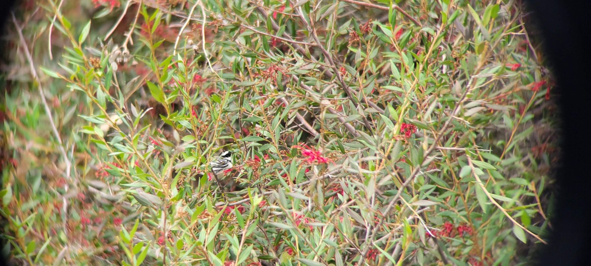 Black-throated Gray Warbler - ML542676051