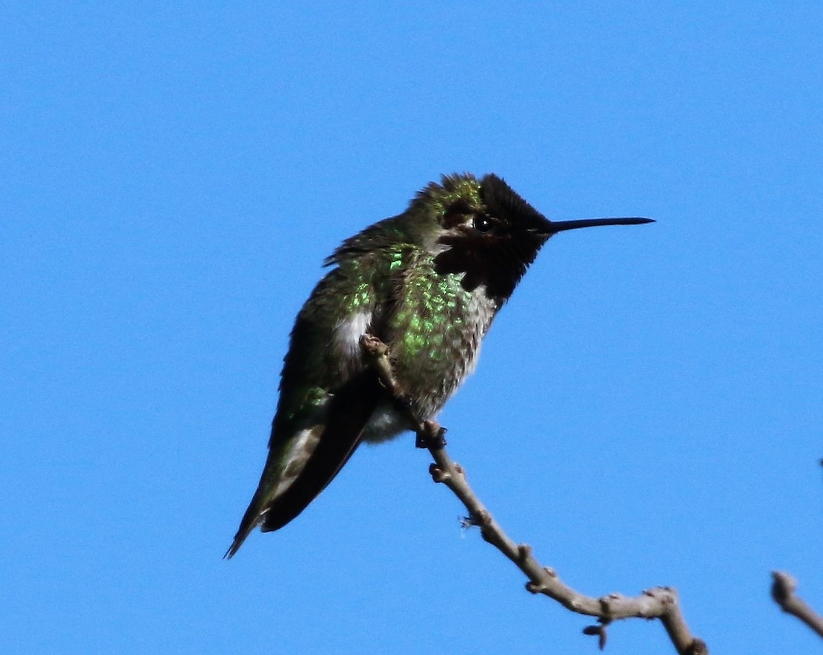 Anna's Hummingbird - ML54267921