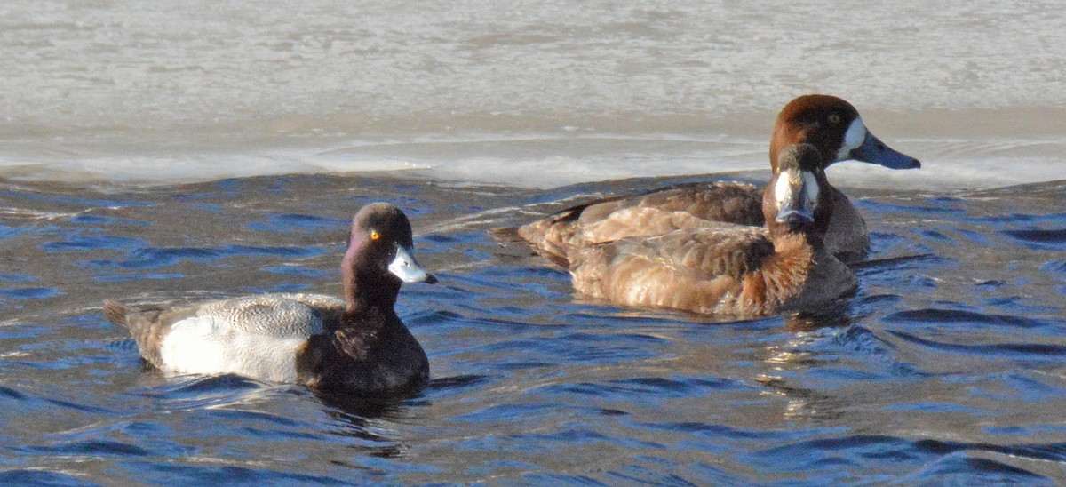 Greater Scaup - ML542680441