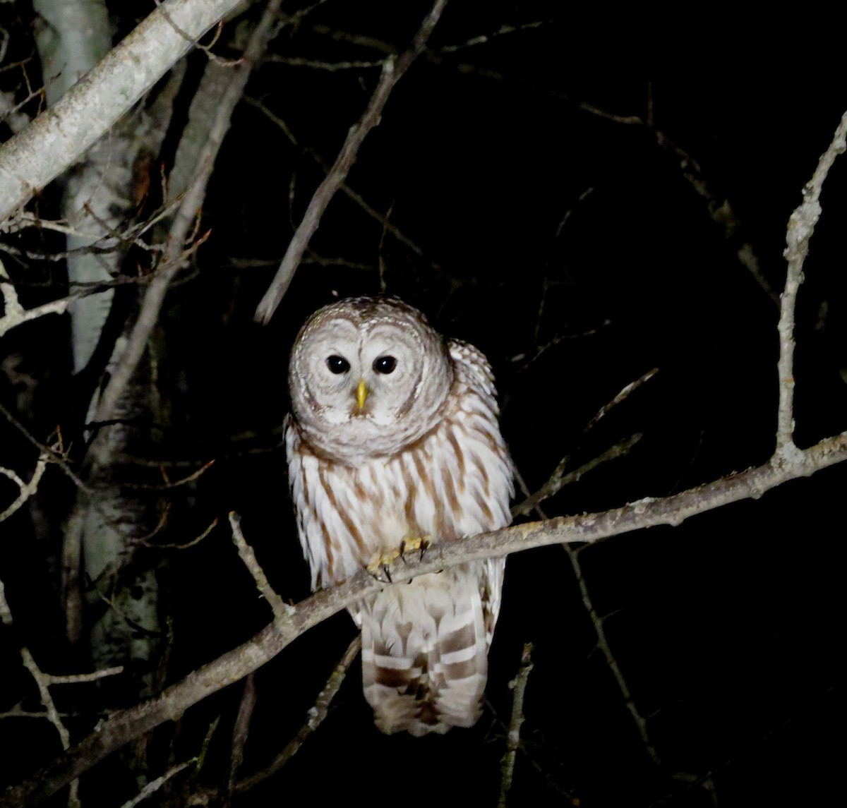 Barred Owl - ML54268411