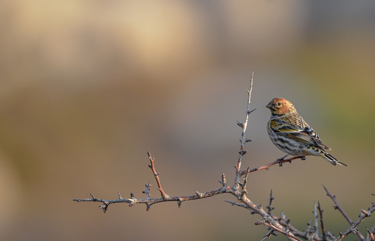 Fire-fronted Serin - ML542690111