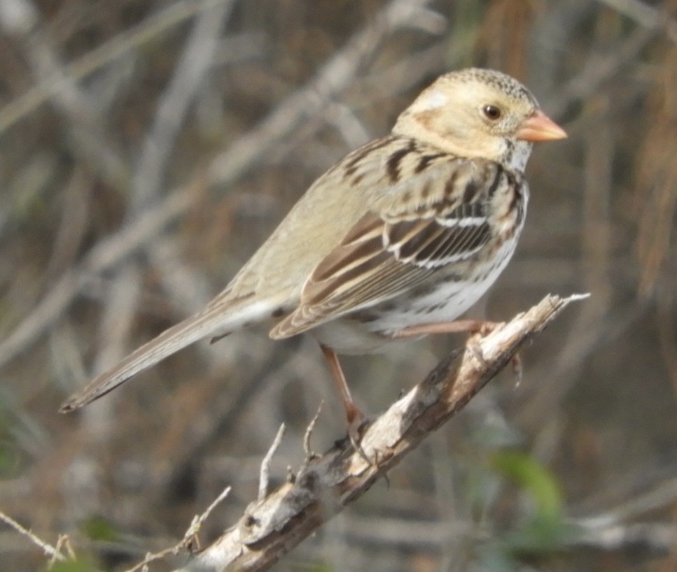Harris's Sparrow - ML542691031