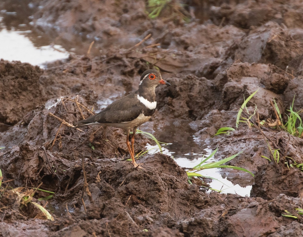 Forbes's Plover - ML542696101