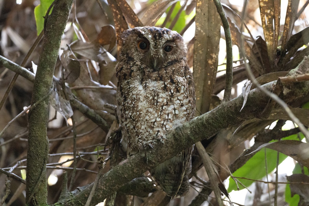 Rajah Scops-Owl (Bornean) - ML542697771