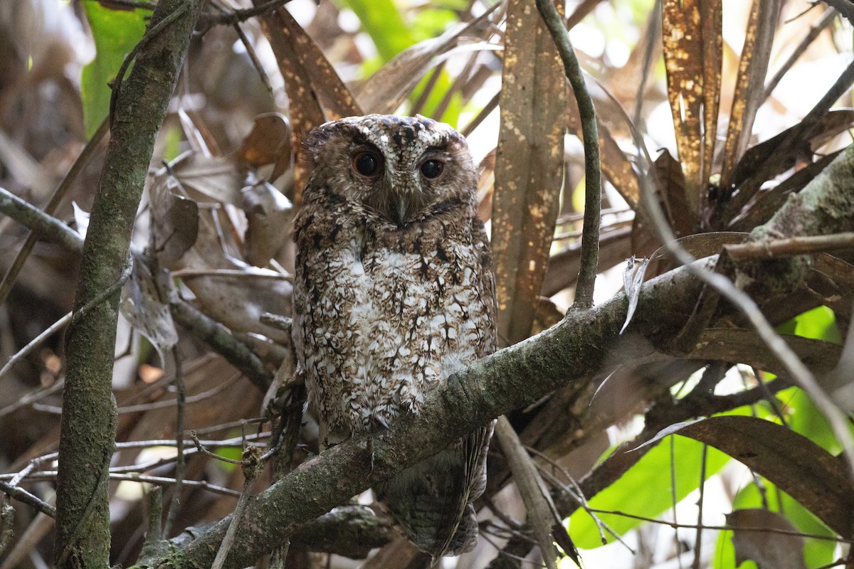 Rajah Scops-Owl (Bornean) - ML542697781