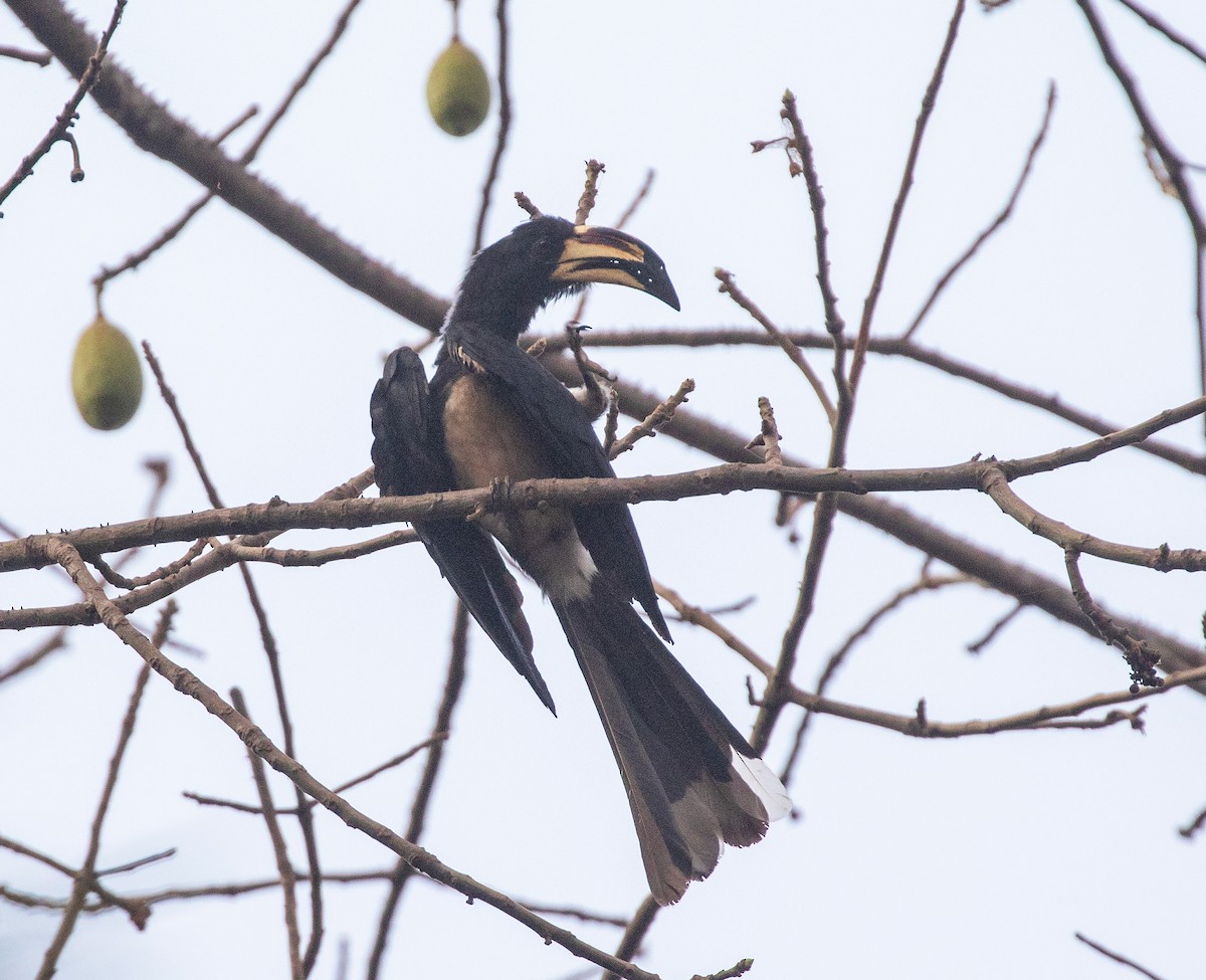 West African Pied Hornbill - ML542697871