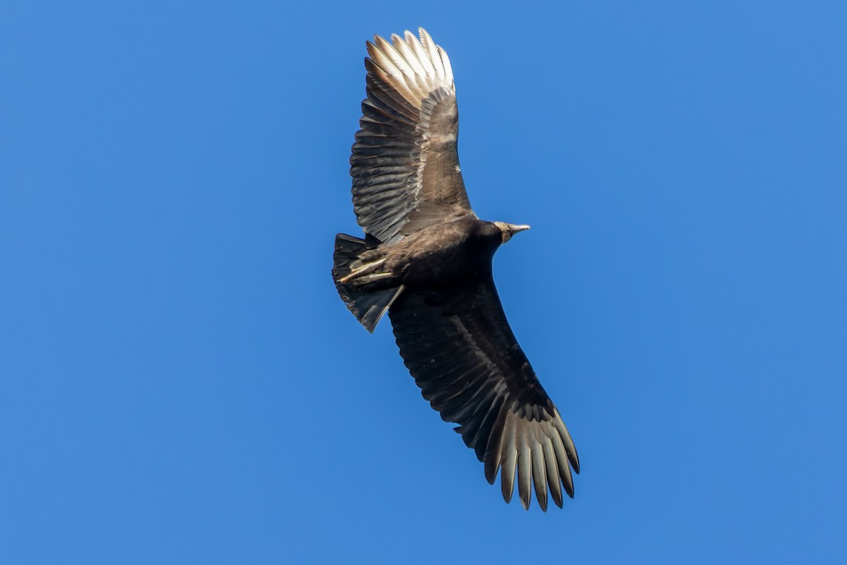 Black Vulture - ML542699151
