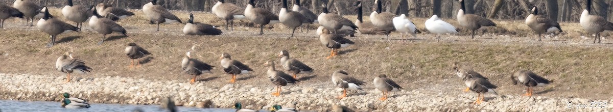 Greater White-fronted Goose - ML542702581