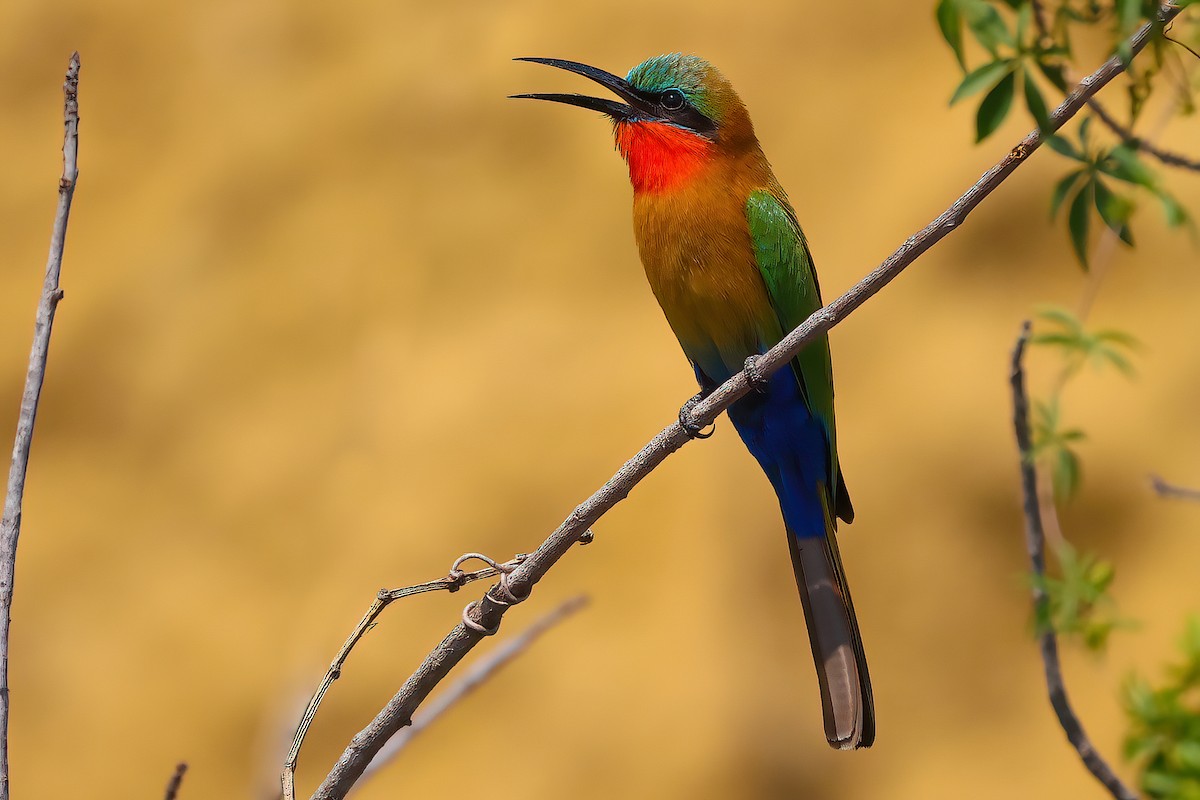 Red-throated Bee-eater - Jaap Velden