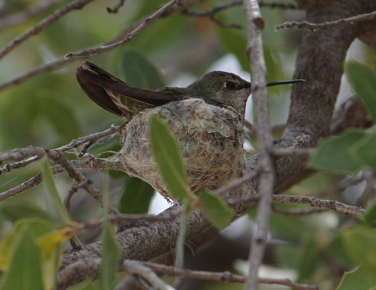 Anna's Hummingbird - Sonoran Audubon Society Field Trips