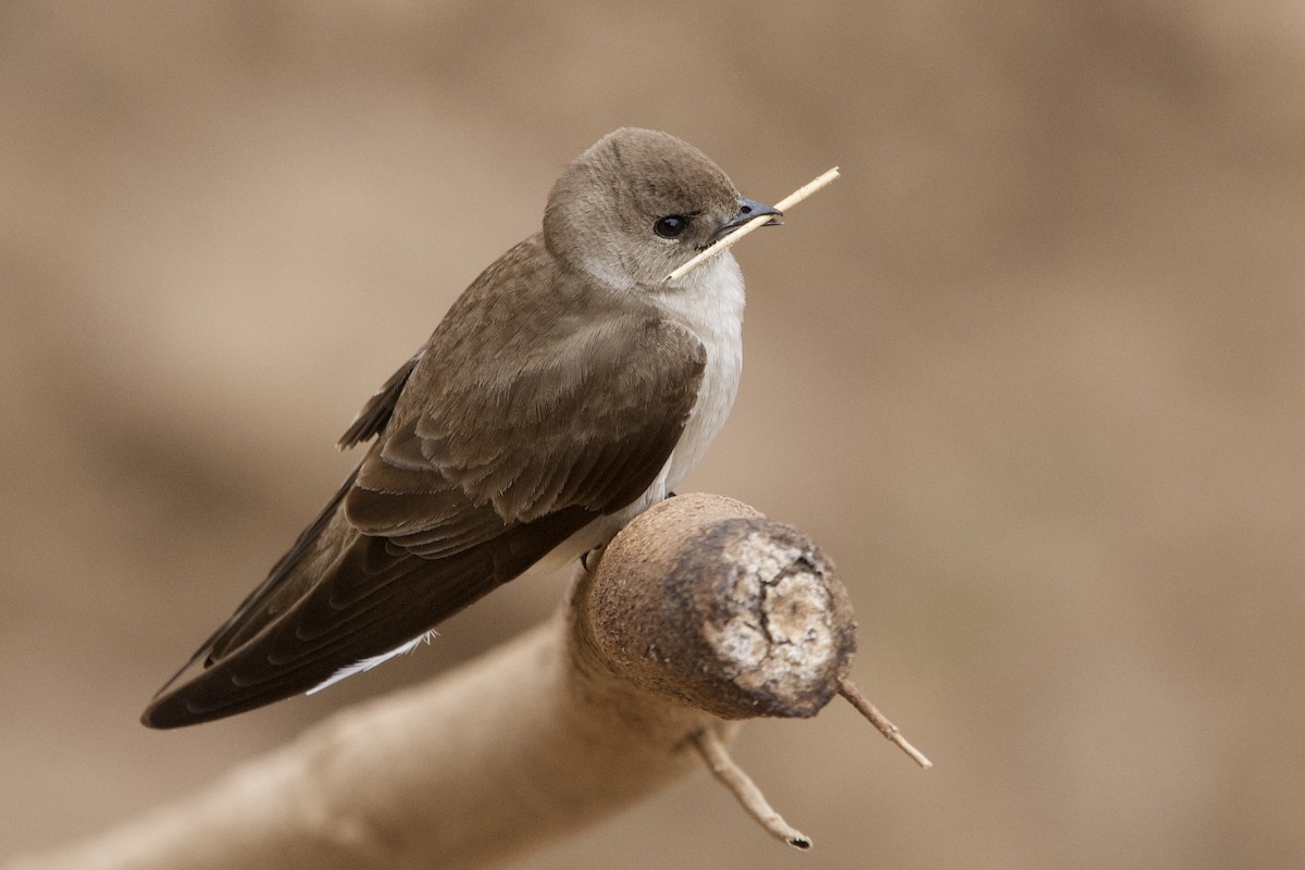 Northern Rough-winged Swallow - ML542705201
