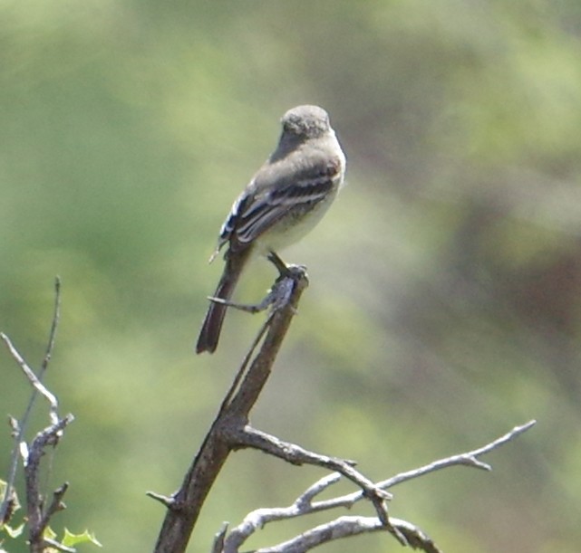 Gray Flycatcher - Sonoran Audubon Society Field Trips