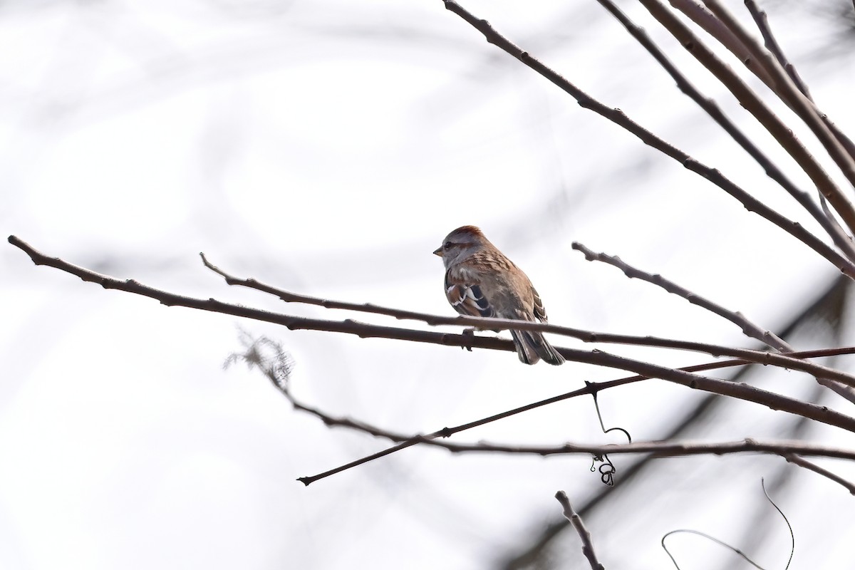 American Tree Sparrow - ML542705941
