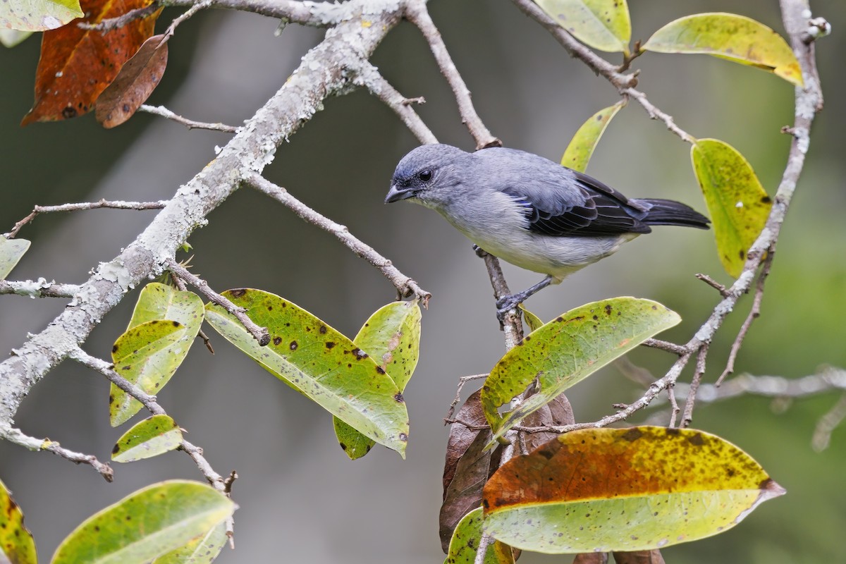 Plain-colored Tanager - ML542710911