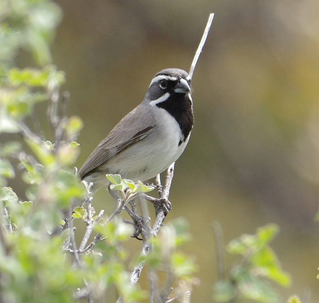 Black-throated Sparrow - Sonoran Audubon Society Field Trips