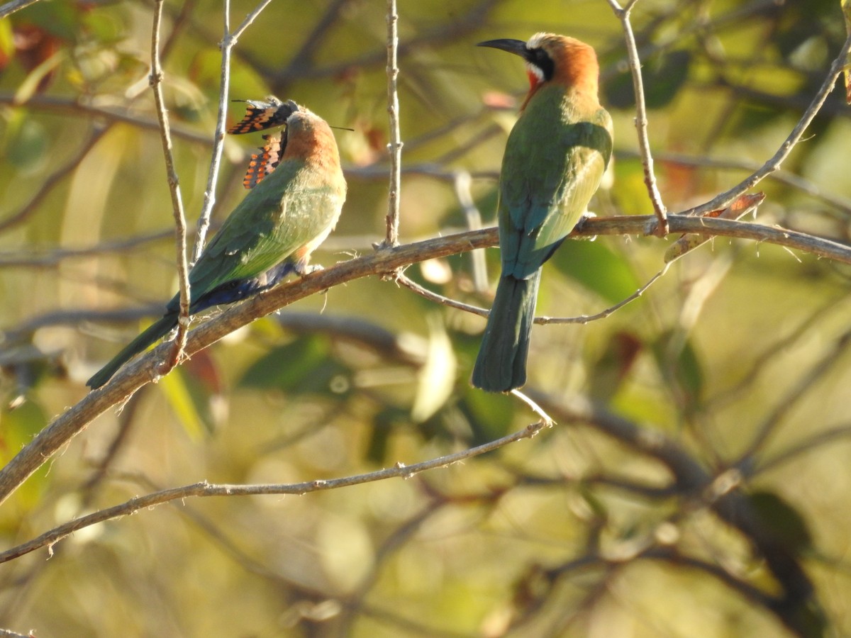 White-fronted Bee-eater - ML542718891