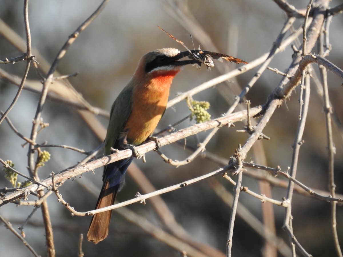 White-fronted Bee-eater - ML542718901