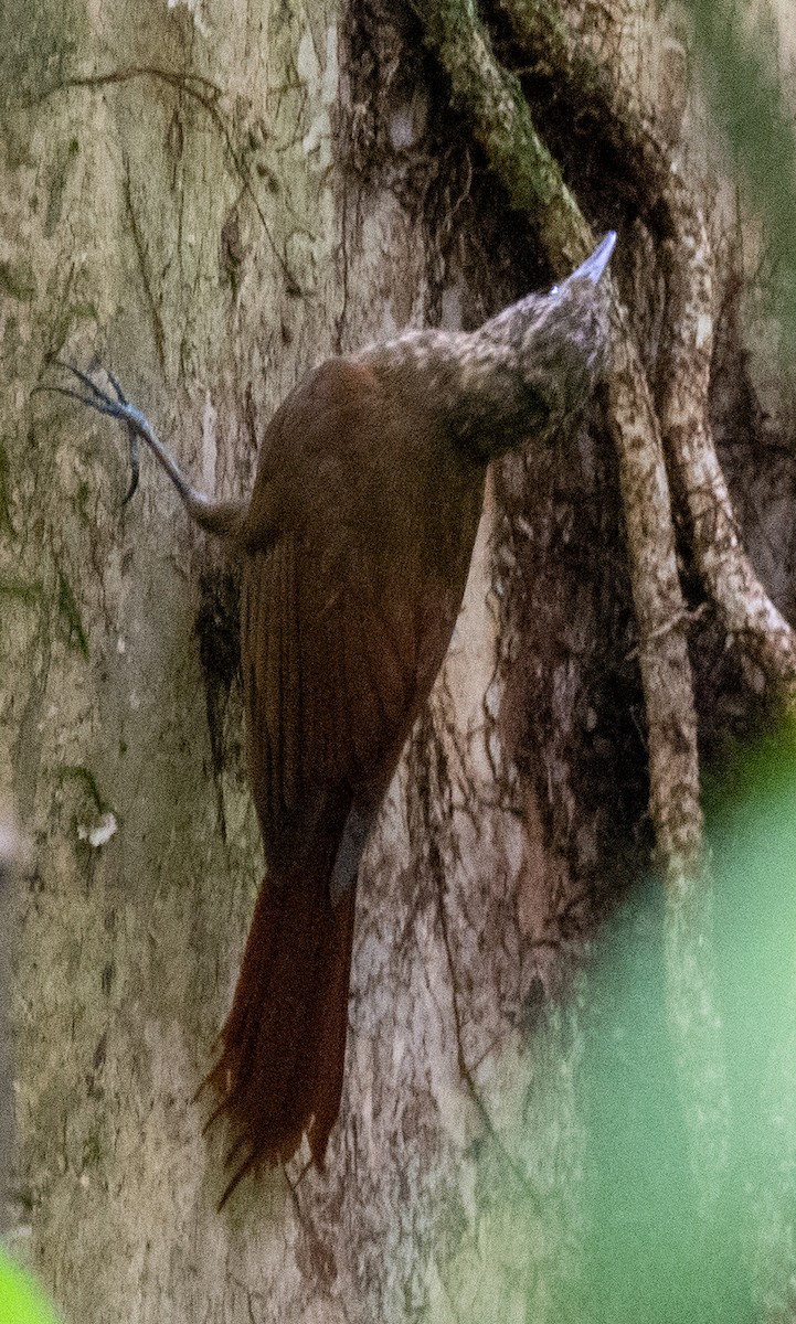 Long-tailed Woodcreeper - ML542725011