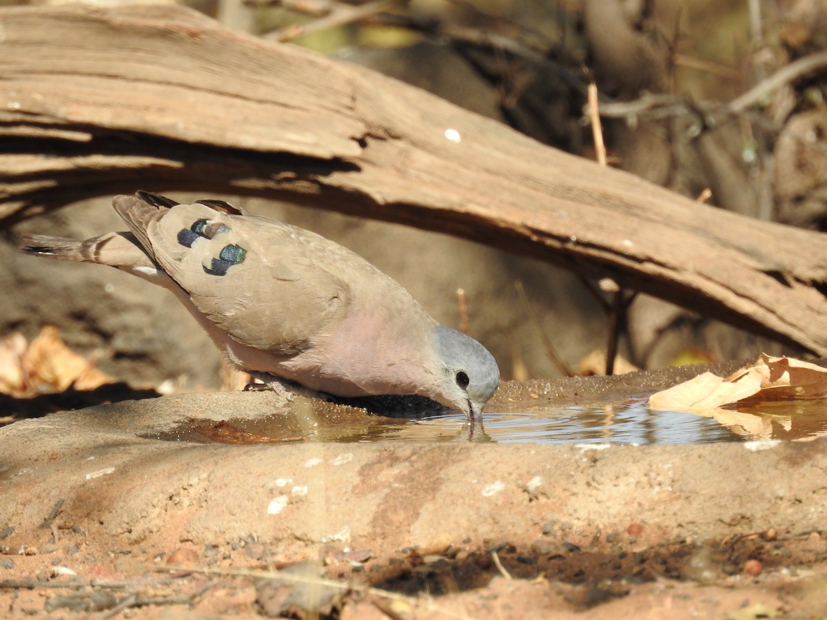 Emerald-spotted Wood-Dove - ML542726061
