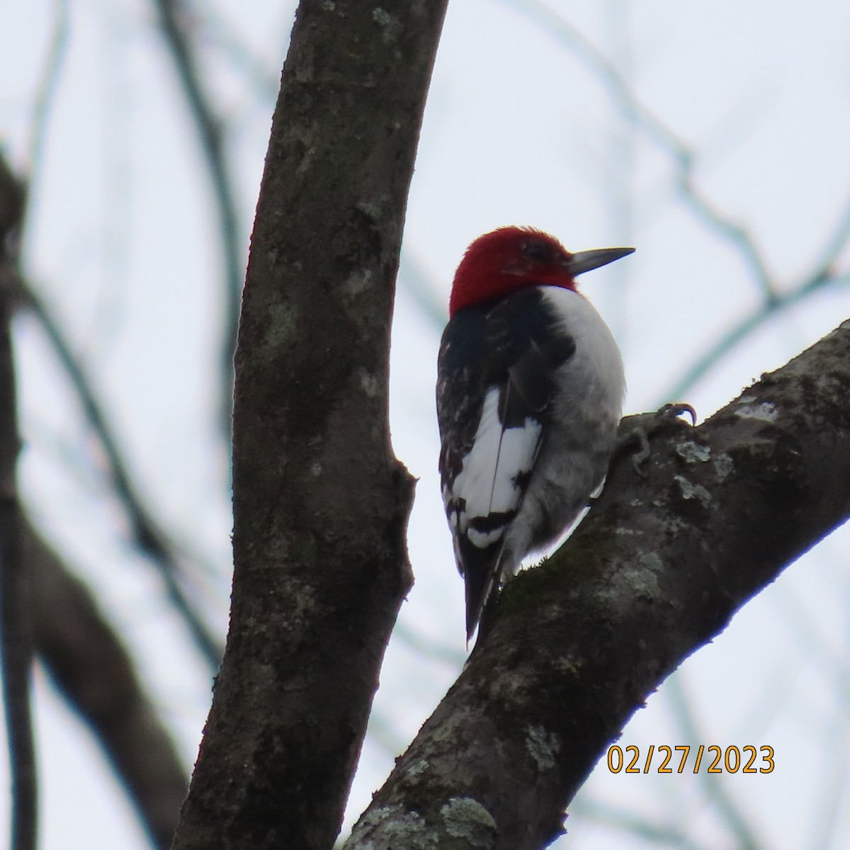 Red-headed Woodpecker - ML542726971