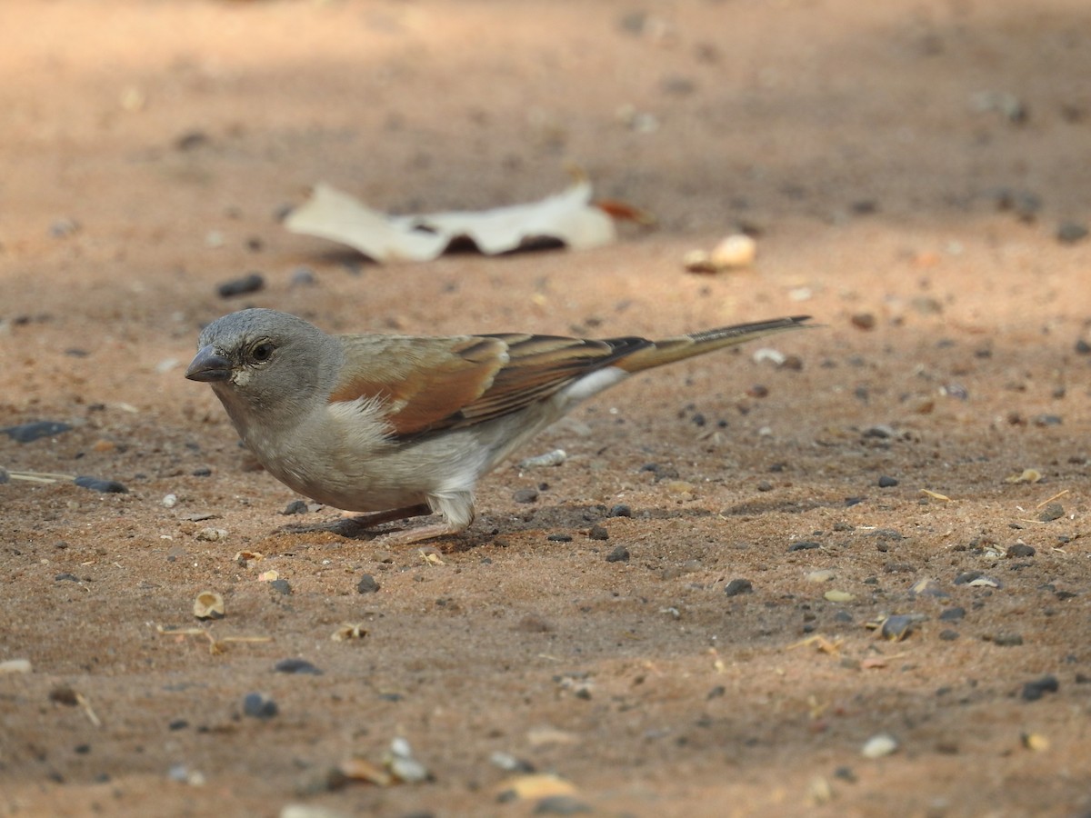Southern Gray-headed Sparrow - Christophe Balleron