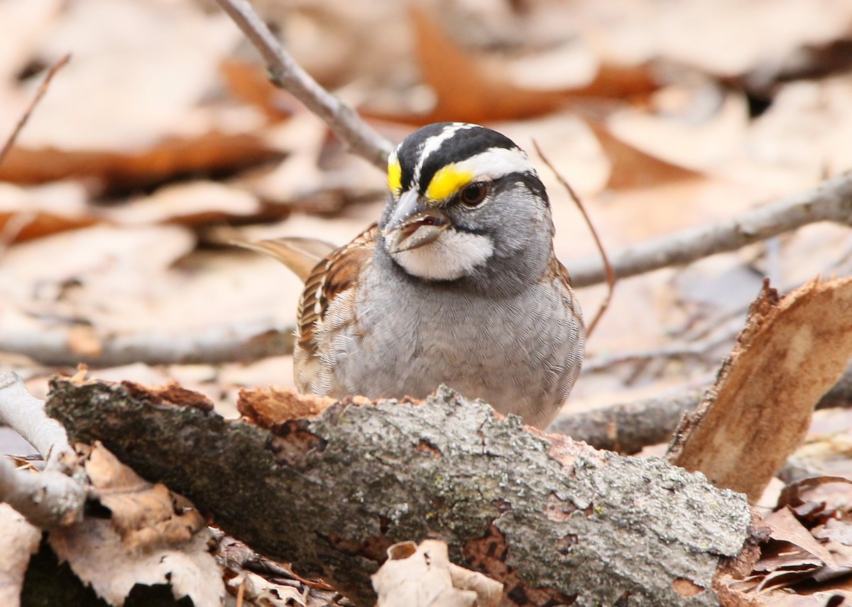 White-throated Sparrow - ML54272871