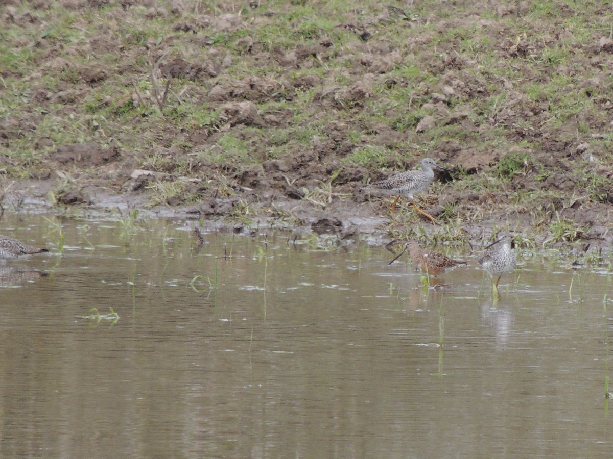 Long-billed Dowitcher - Randy Hill