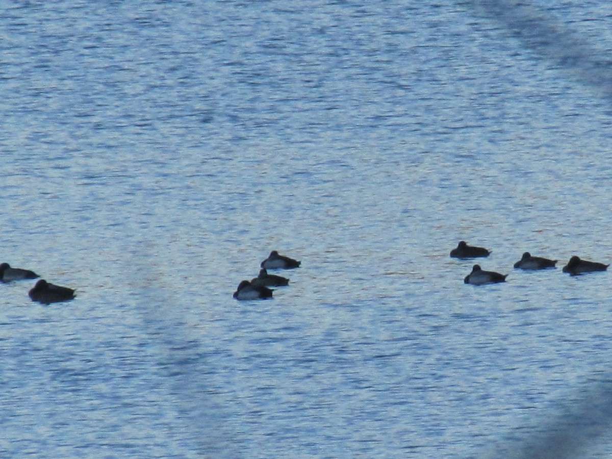Greater Scaup - ML542731081