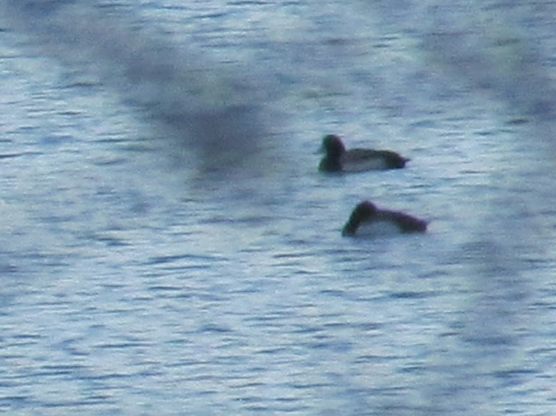 Greater Scaup - ML542731101