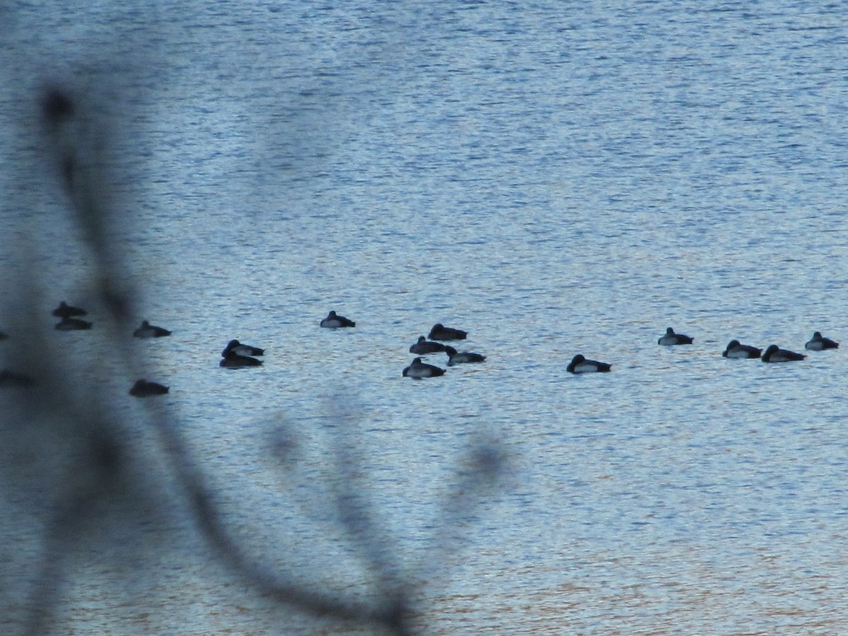 Greater Scaup - ML542731131