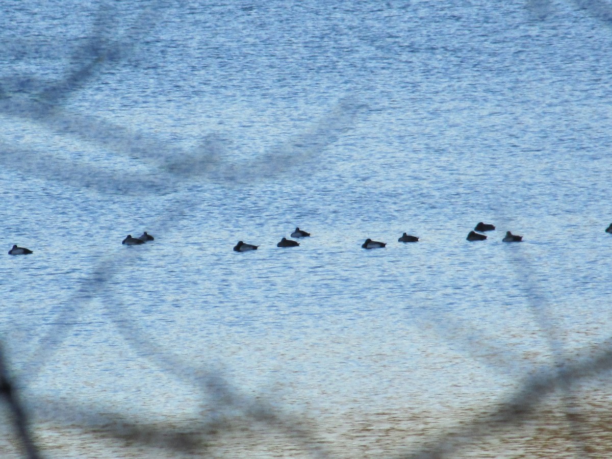 Greater Scaup - ML542731151