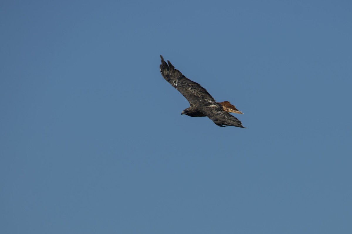 Red-tailed Hawk - ML542731981