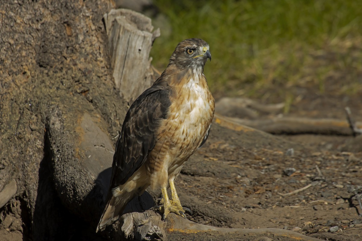 Red-tailed Hawk - ML542732091