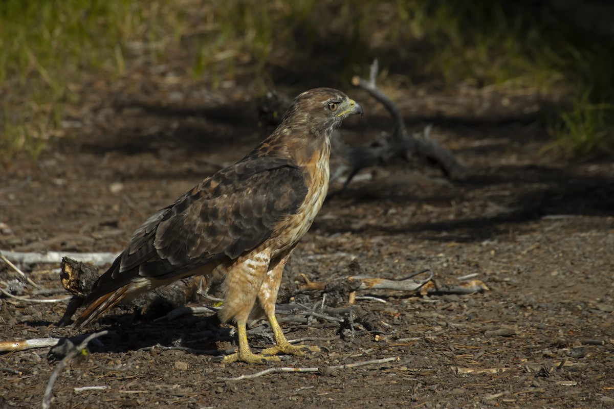 Red-tailed Hawk - ML542732111
