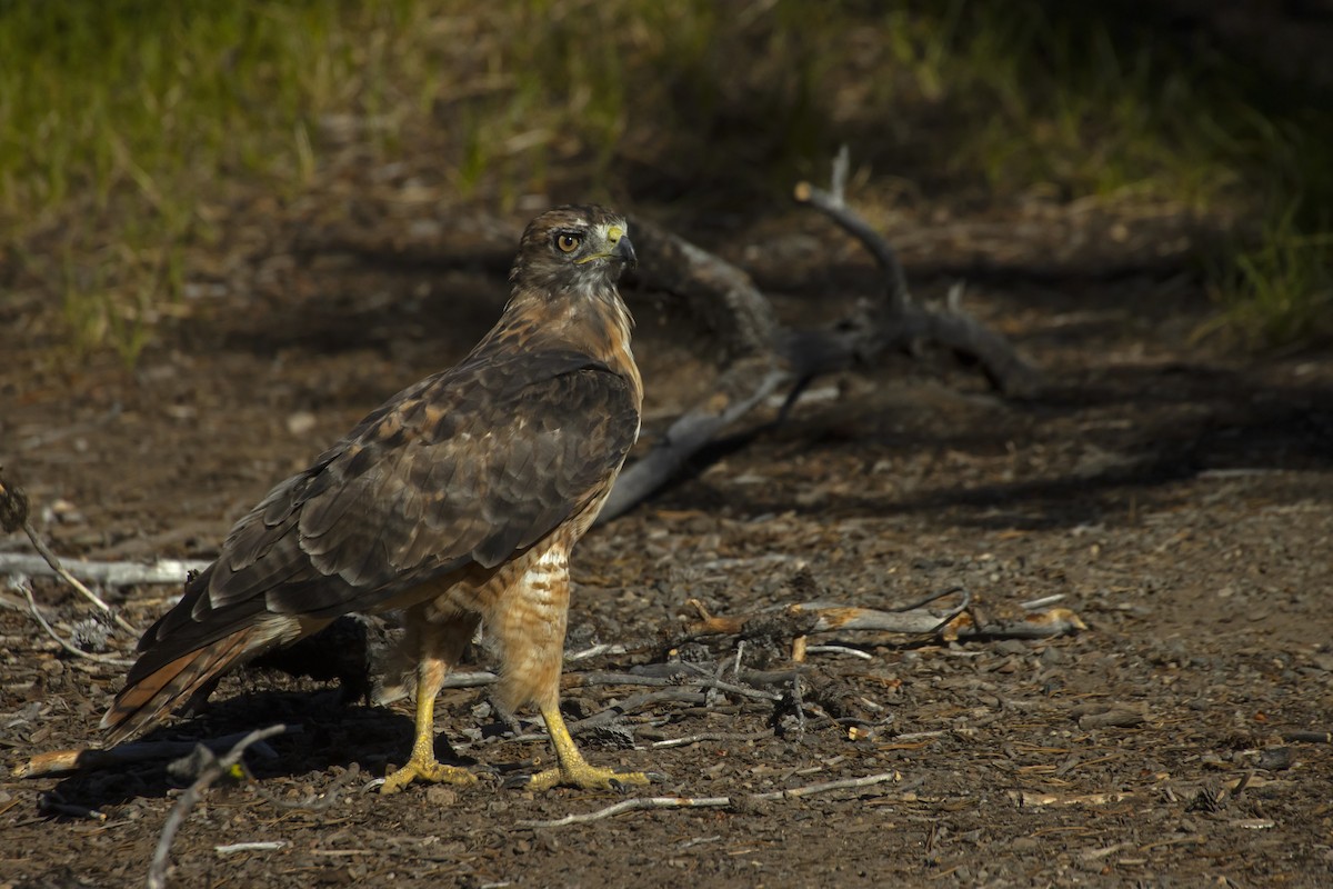 Red-tailed Hawk - ML542732121