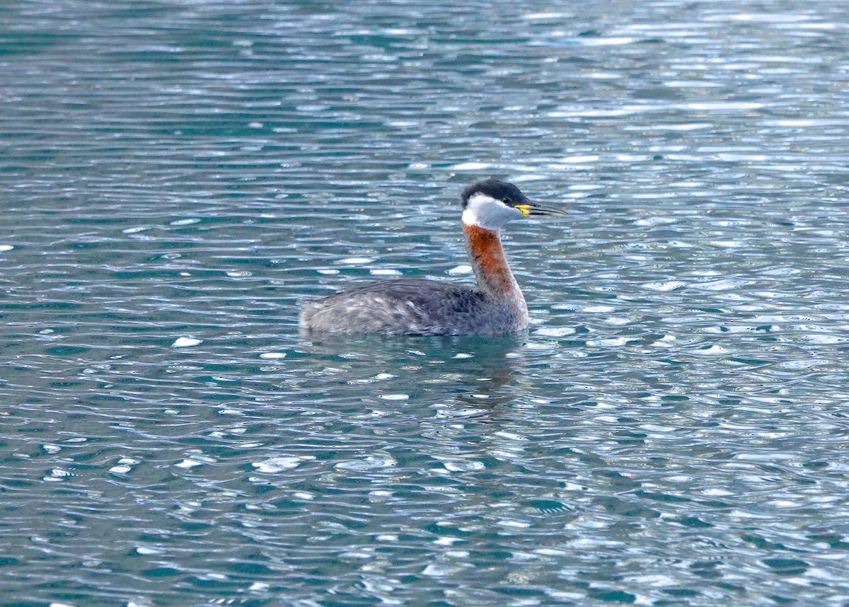 Red-necked Grebe - ML542733771